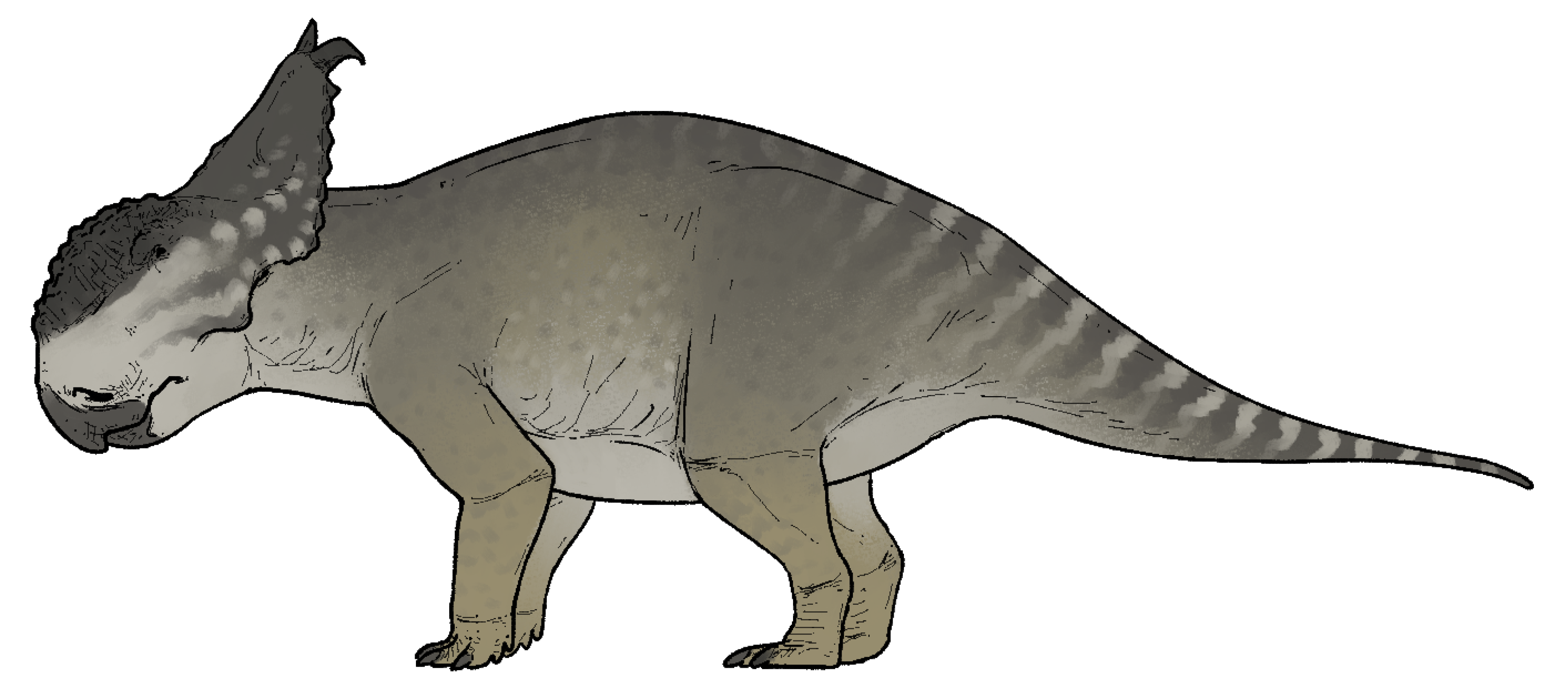 Side-view life reconstruction of Pachyrhinosaurus canadensis
