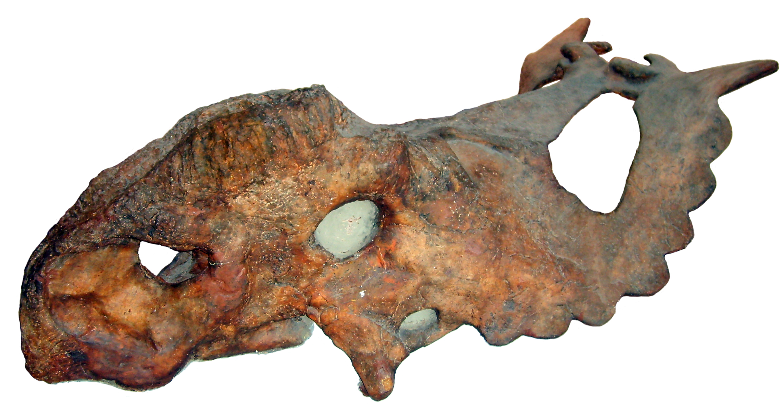 Pachyrhinosaurus canadensis skull cast in Copenhagen