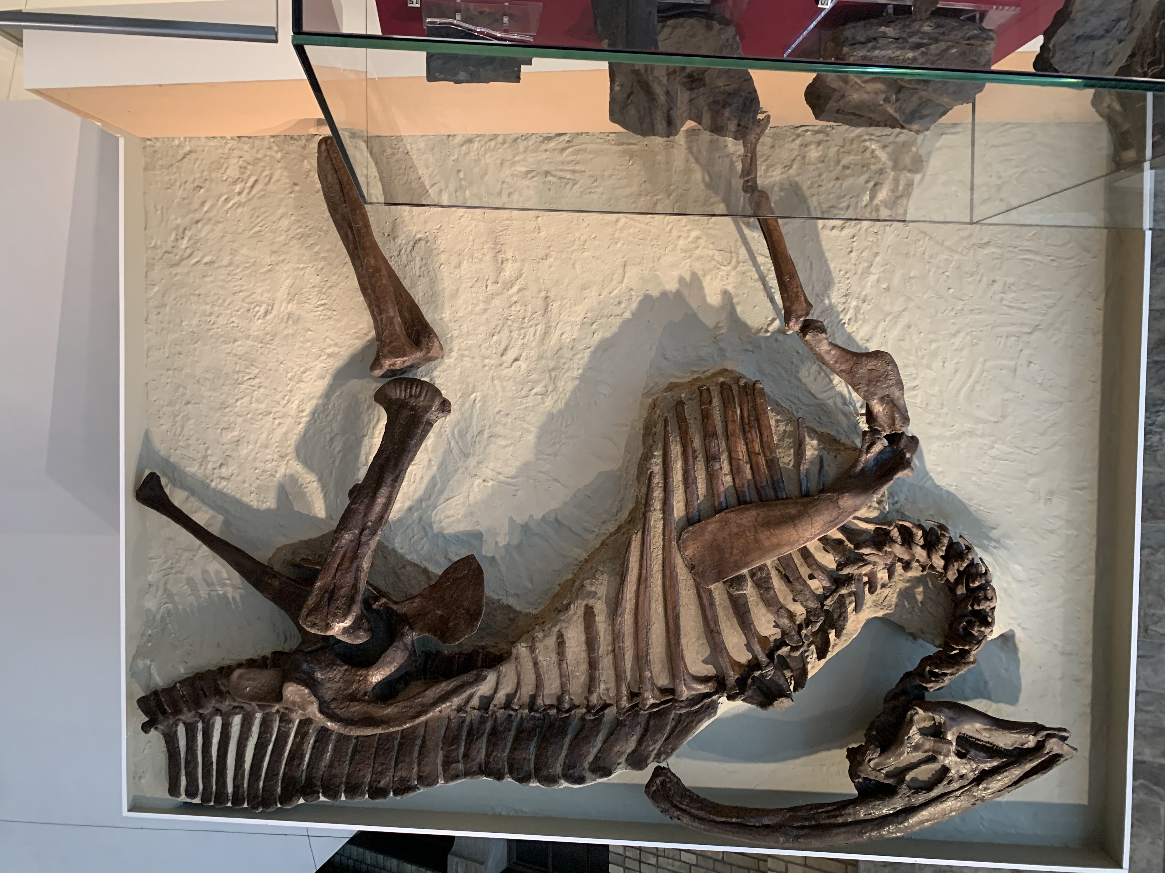 Parasaurolophus walkeri holotype ROM 768 mounted on a wall at the Royal Ontario Museum