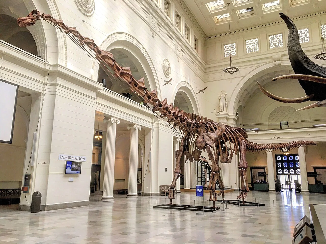 Maximo the Patagotitan skeletal cast in the Field Museum's central hall