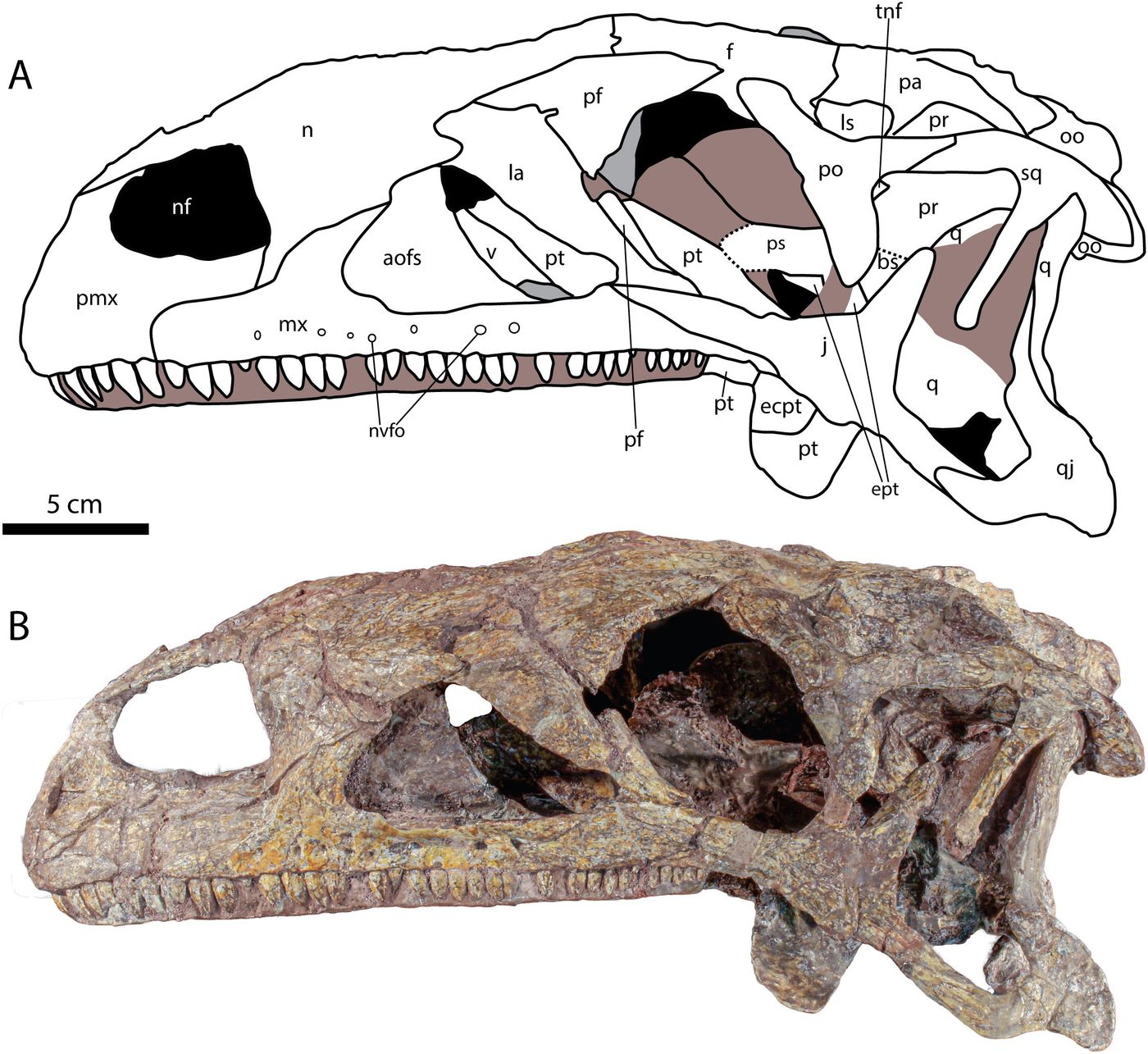 Photograph and labelled interpretive drawing of the Plateosaurus trossingensis holotype skull