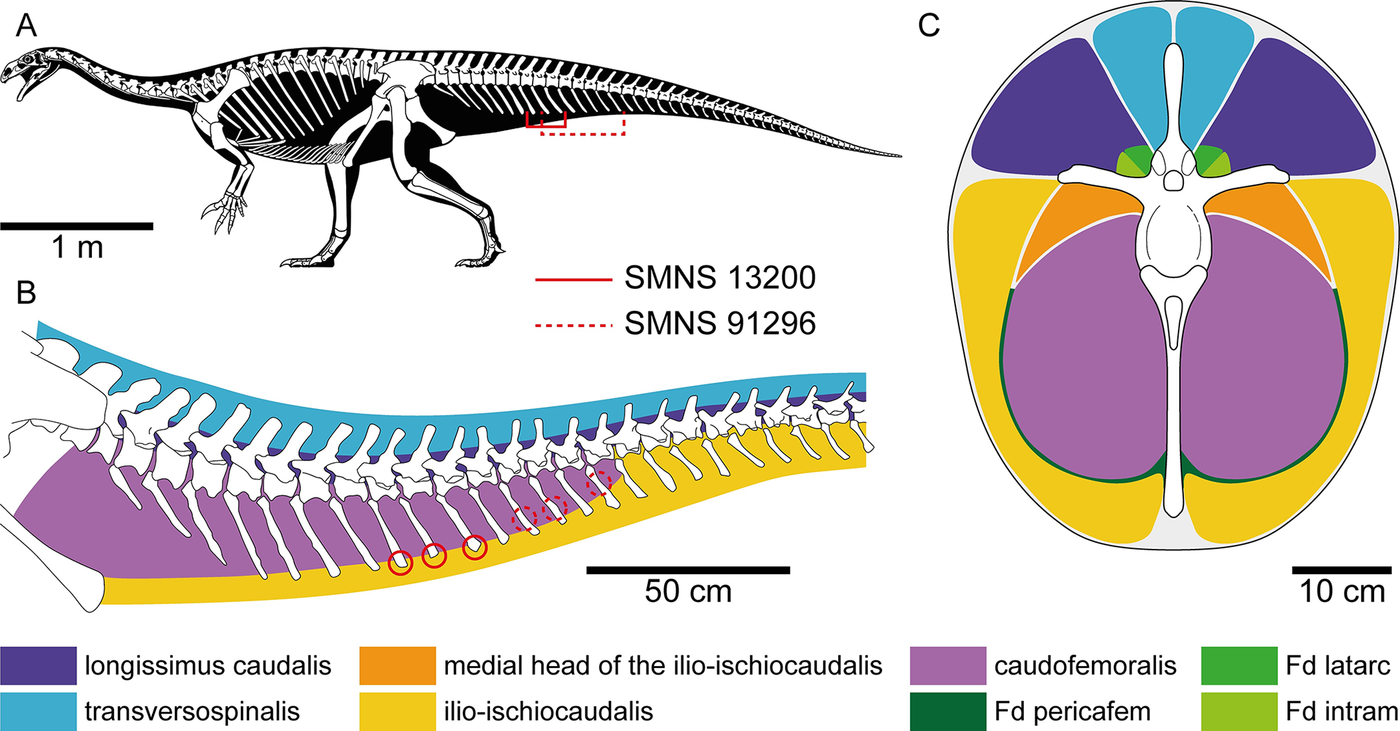 Scientific diagrams locating Plateosaurus tail injuries and reconstructing tail muscles