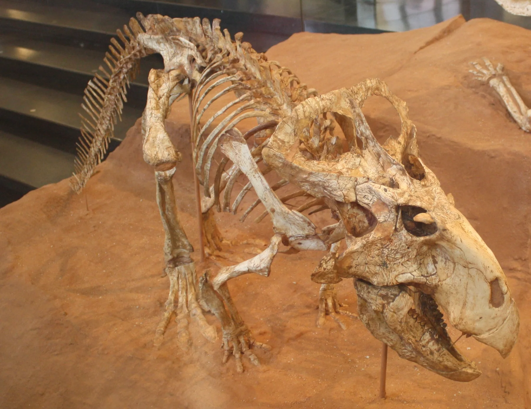 Mounted Protoceratops andrewsi skeleton at the American Museum of Natural History