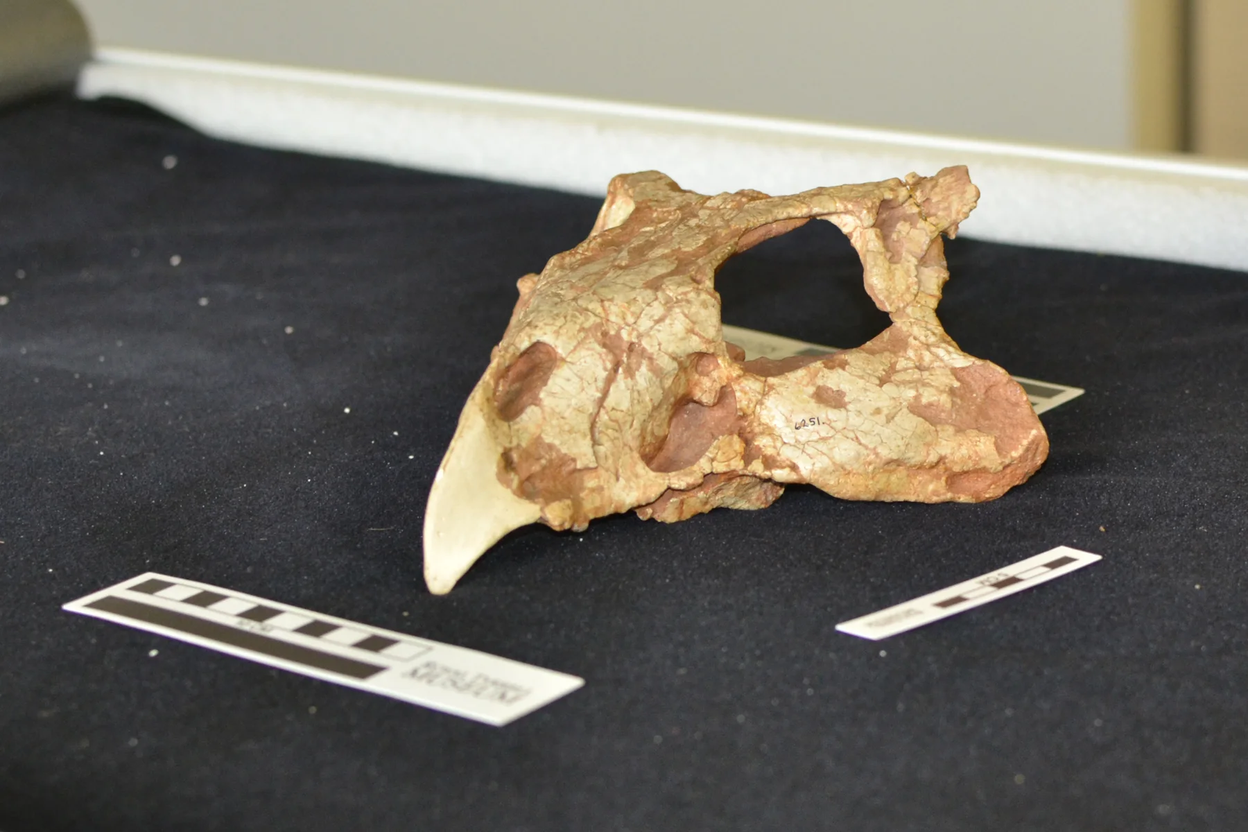 Juvenile holotype skull AMNH 6251 of Protoceratops andrewsi