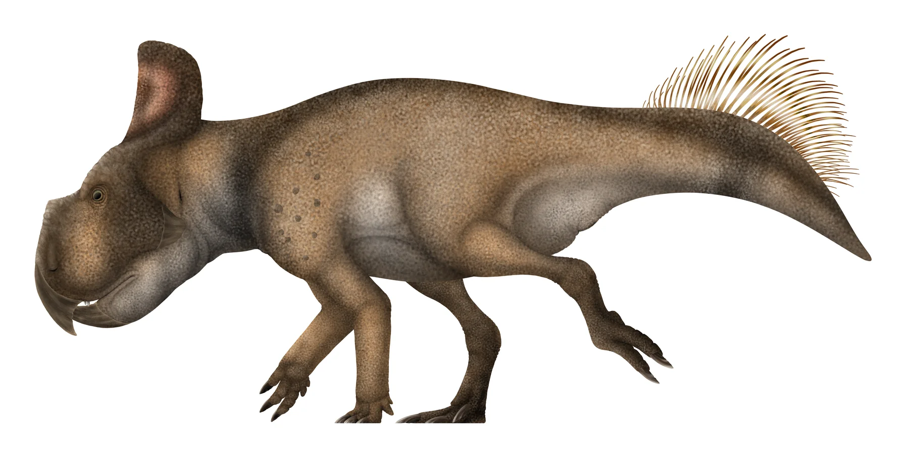 Side-view life reconstruction of Protoceratops andrewsi