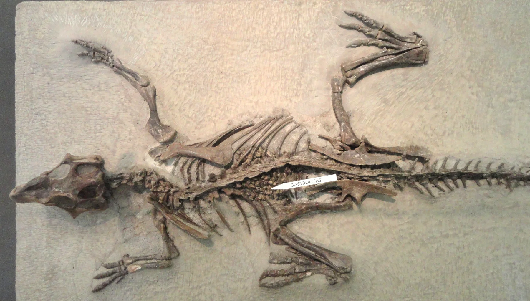 Psittacosaurus mongoliensis skeleton displayed at the American Museum of Natural History