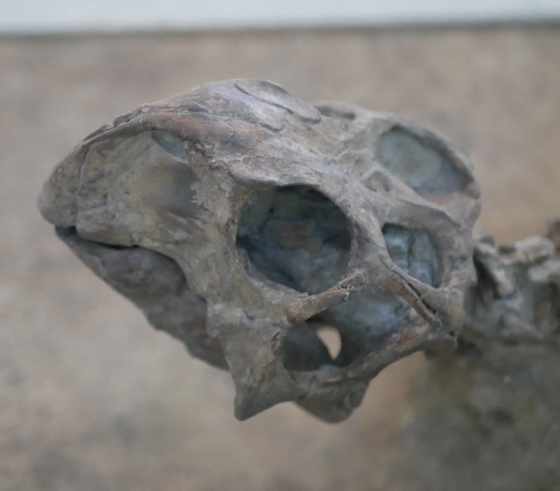 Close view of the holotype skull AMNH 6254 of Psittacosaurus mongoliensis