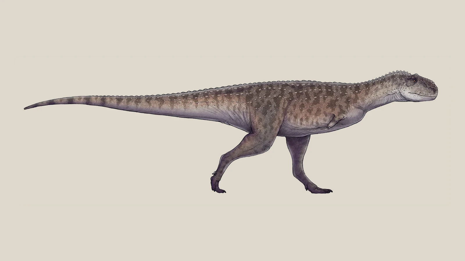 Full-body side-view reconstruction of Rajasaurus narmadensis