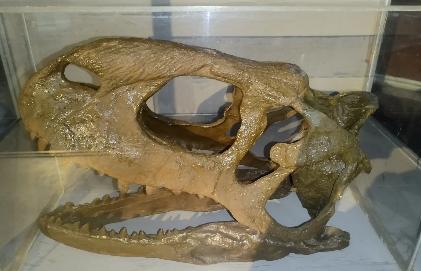 Museum display of a reconstructed Rajasaurus skull