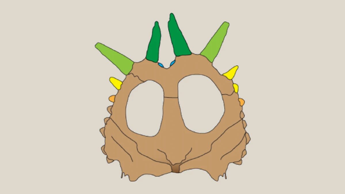 Colour-coded diagram of the partial frill of Styracosaurus or Rubeosaurus ovatus