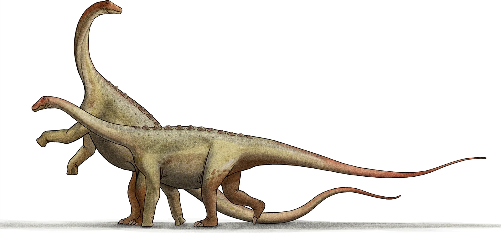 Three reconstructed Saltasaurus loricatus showing bony plates along the back