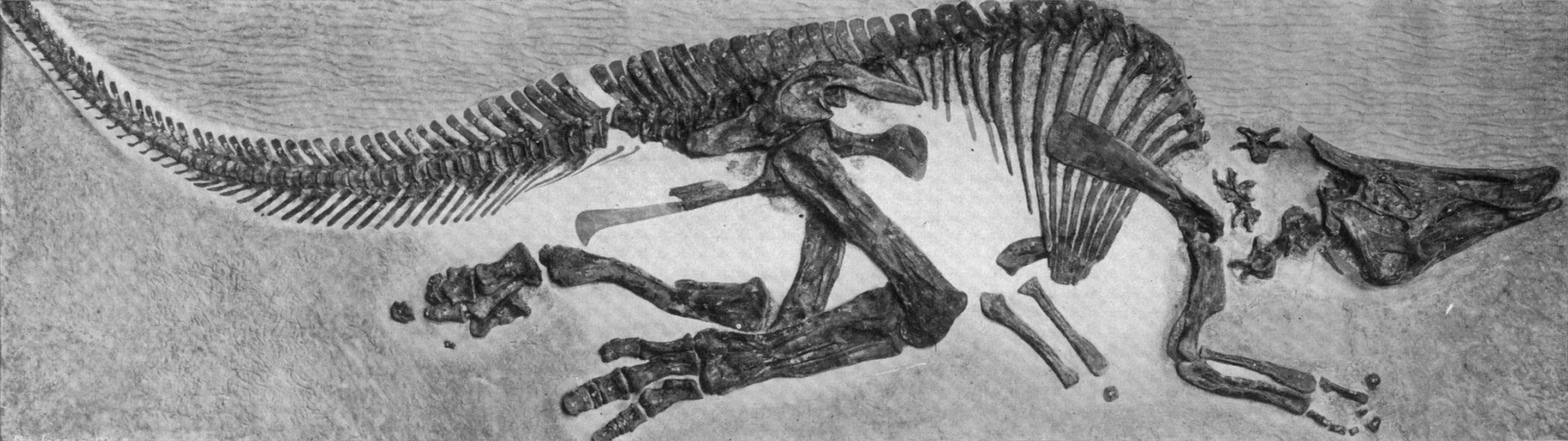 Historic panel mount of the Saurolophus osborni holotype AMNH 5220