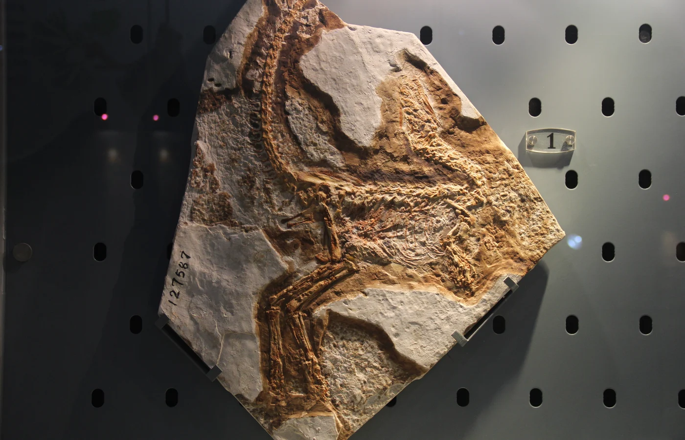 Sinosauropteryx skeletal display at the Henan Geological Museum