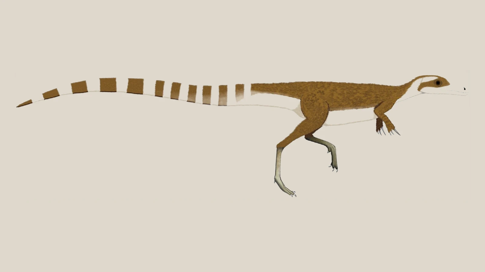Evidence-based side-view colour reconstruction of Sinosauropteryx prima