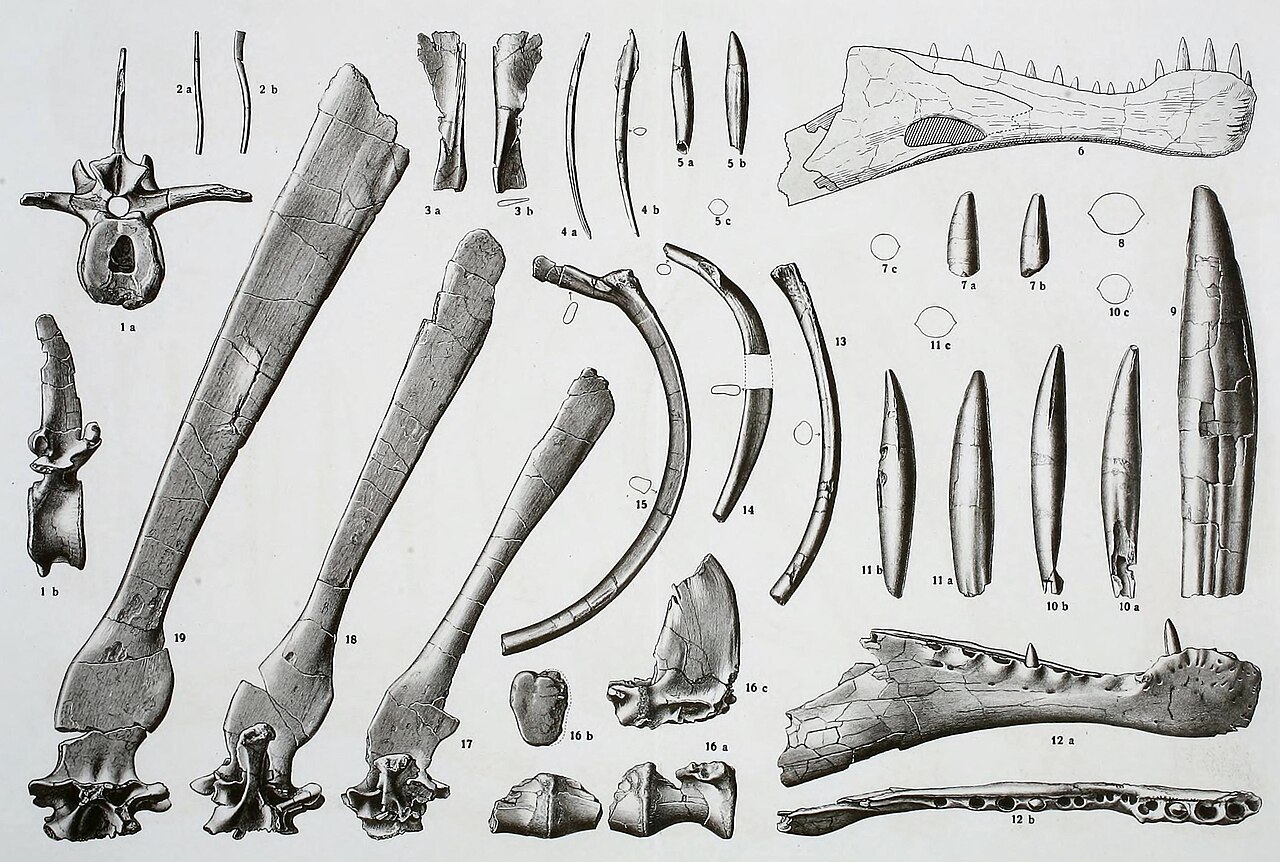 Ernst Stromer's published plate of the Spinosaurus aegyptiacus holotype