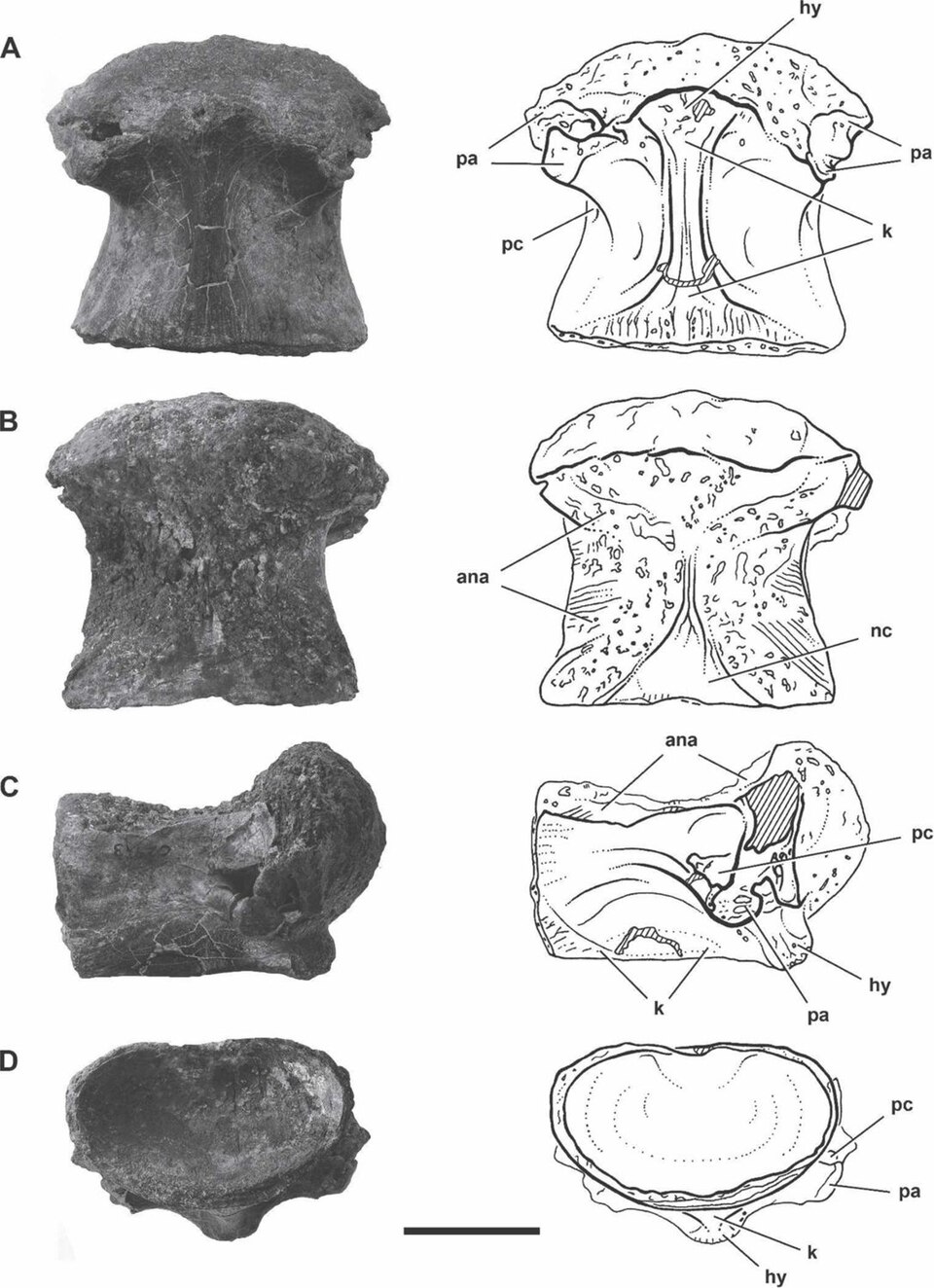 Photographs and line drawings of the MNBH IGU11 dorsal vertebral centrum from Niger