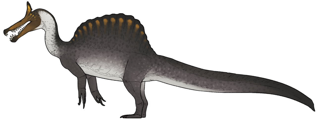 Side-view life reconstruction of Spinosaurus mirabilis with its tall curved head crest