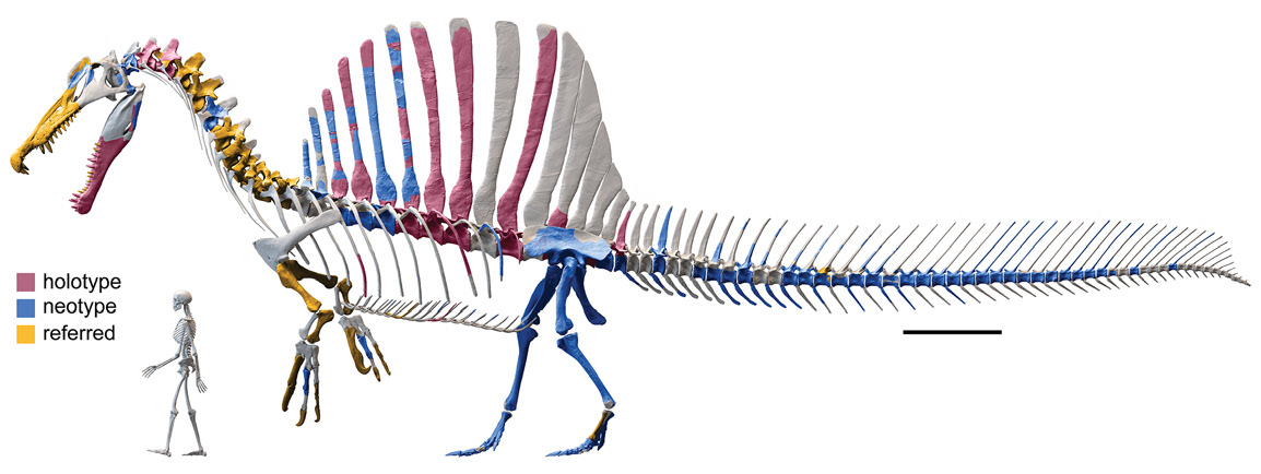 Digital skeletal reconstruction of Spinosaurus aegyptiacus with known bones colour coded by specimen