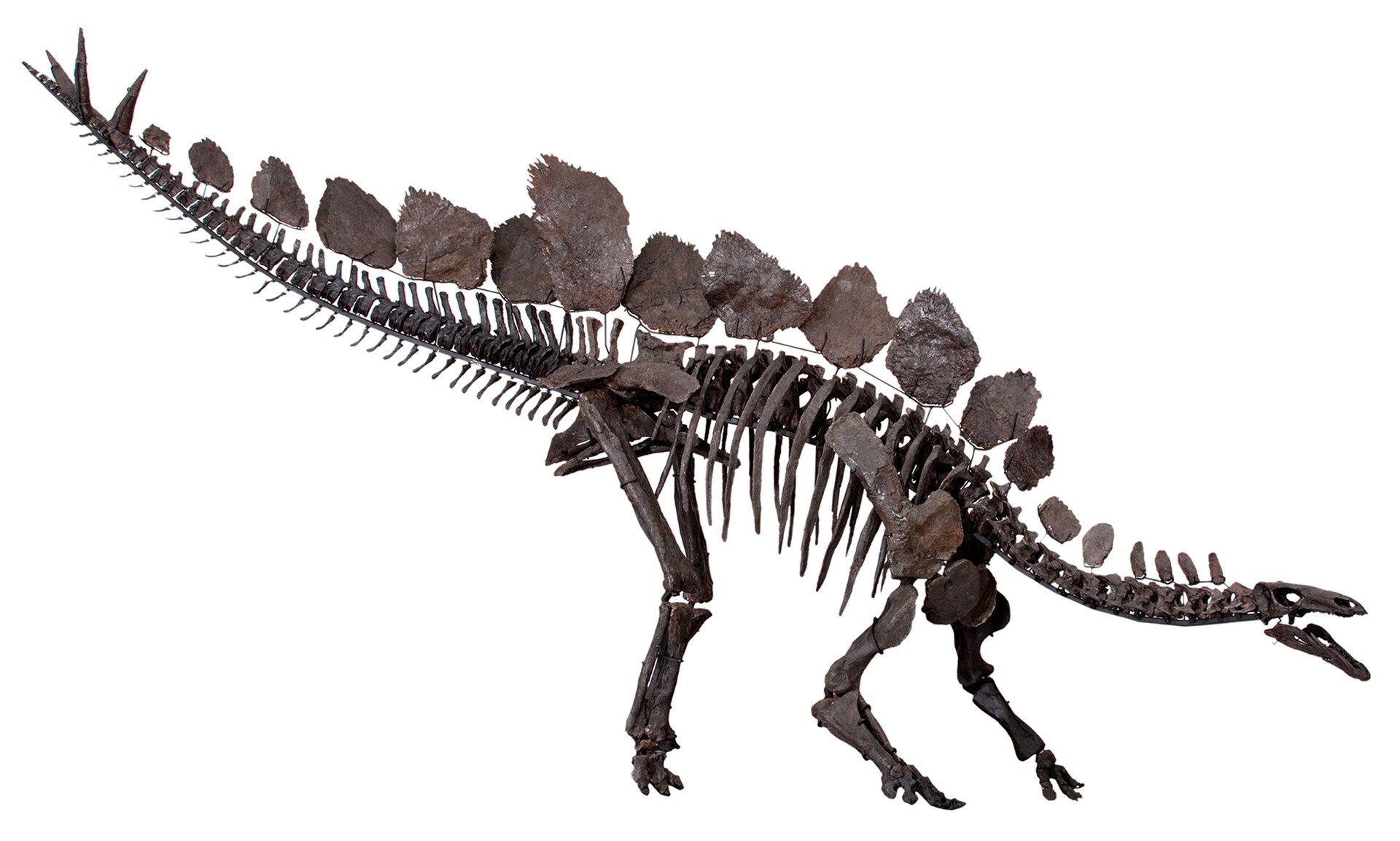 Sophie the Stegosaurus stenops mounted in right side view at the Natural History Museum in London