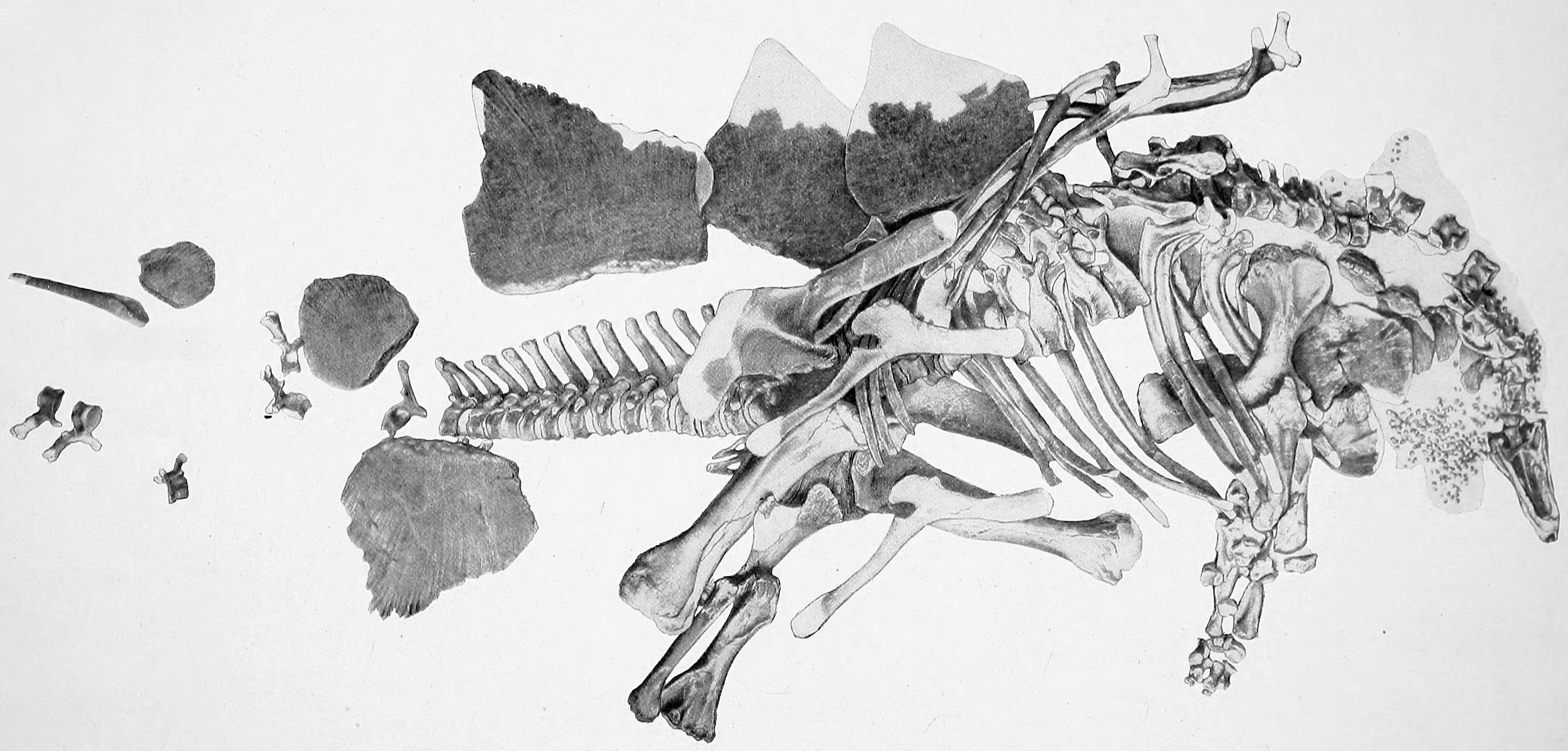 Historical photograph of the articulated Stegosaurus stenops holotype USNM V4934 in its rock slab