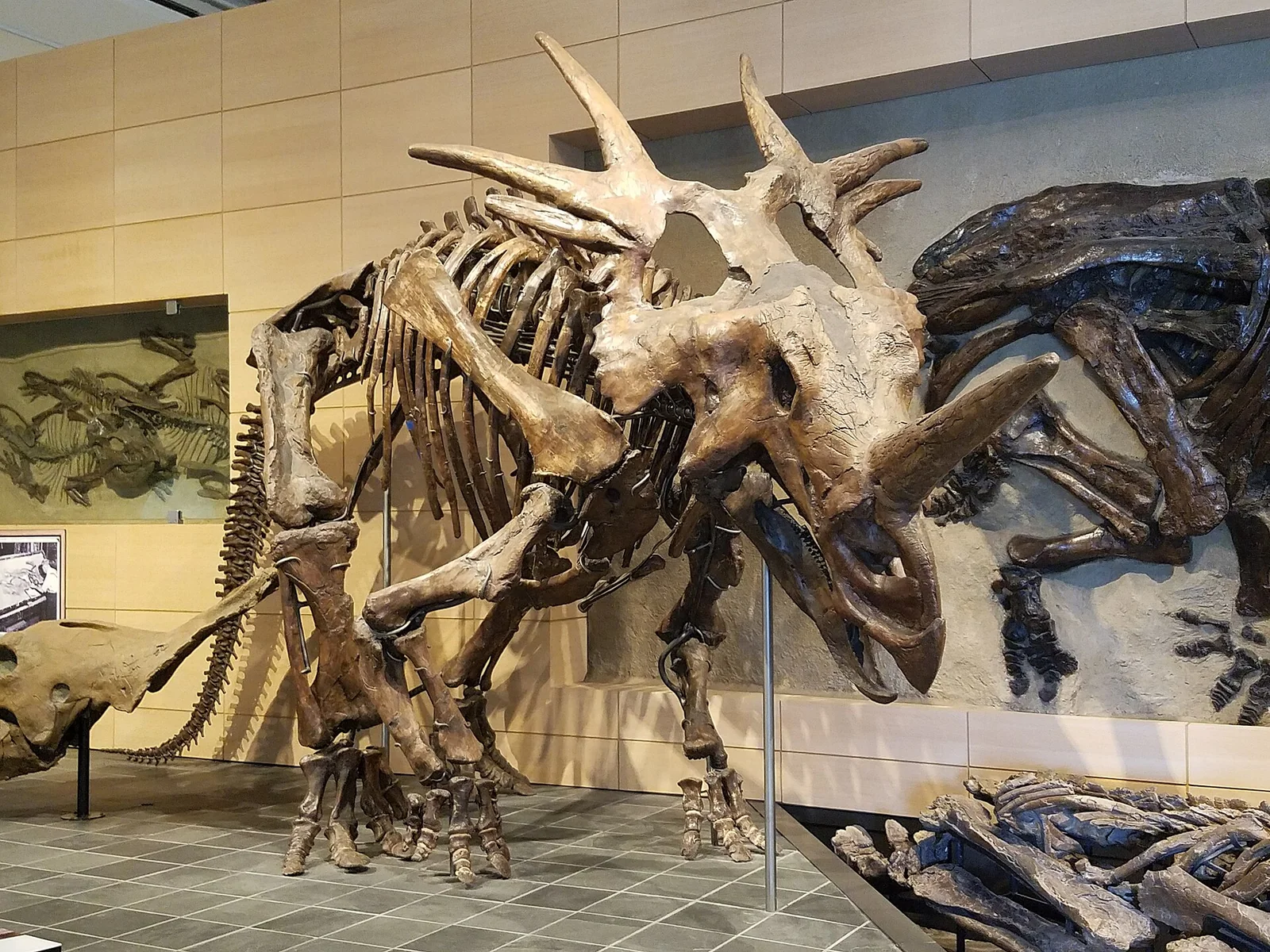 Styracosaurus albertensis mount incorporating a cast of holotype CMN 344