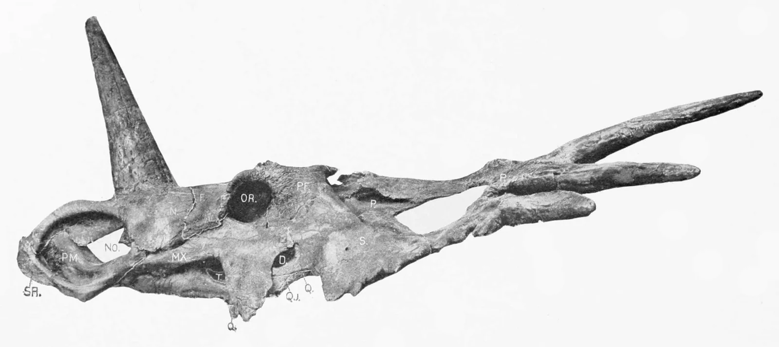 Lawrence Lambe's 1913 lateral illustration of the Styracosaurus albertensis holotype skull