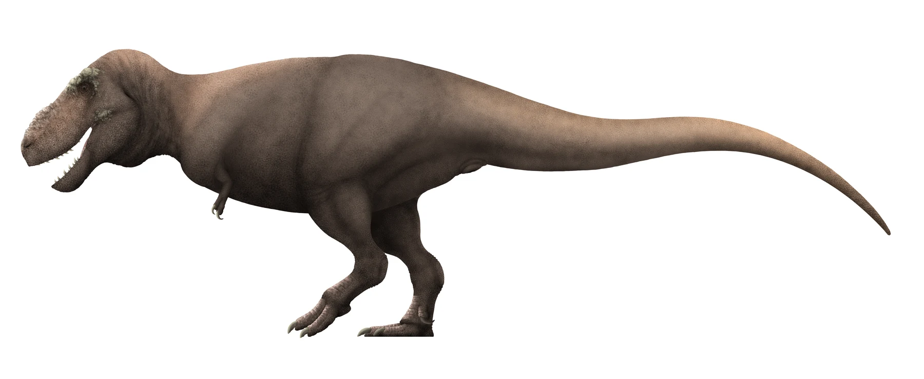 Side-view life reconstruction of Tarbosaurus bataar