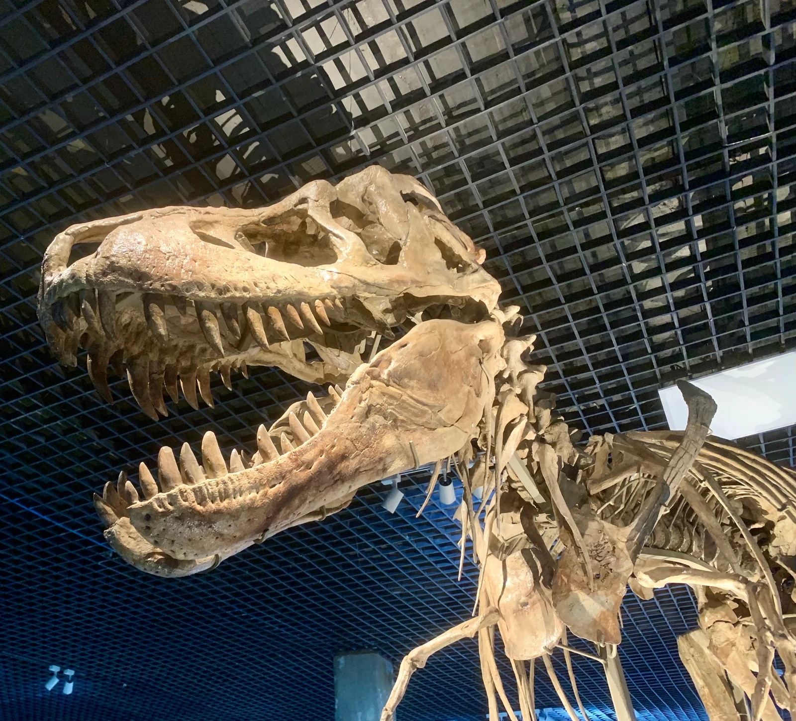 Mounted Tarbosaurus bataar skeleton in Mongolia