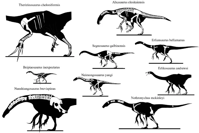 Comparative skeletal diagrams of Therizinosaurus and related therizinosaurs
