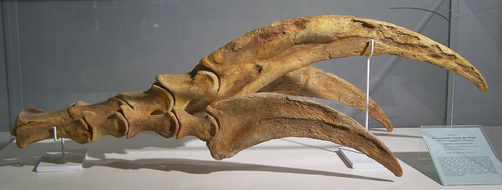 Replica of a Therizinosaurus hand claw viewed from the side