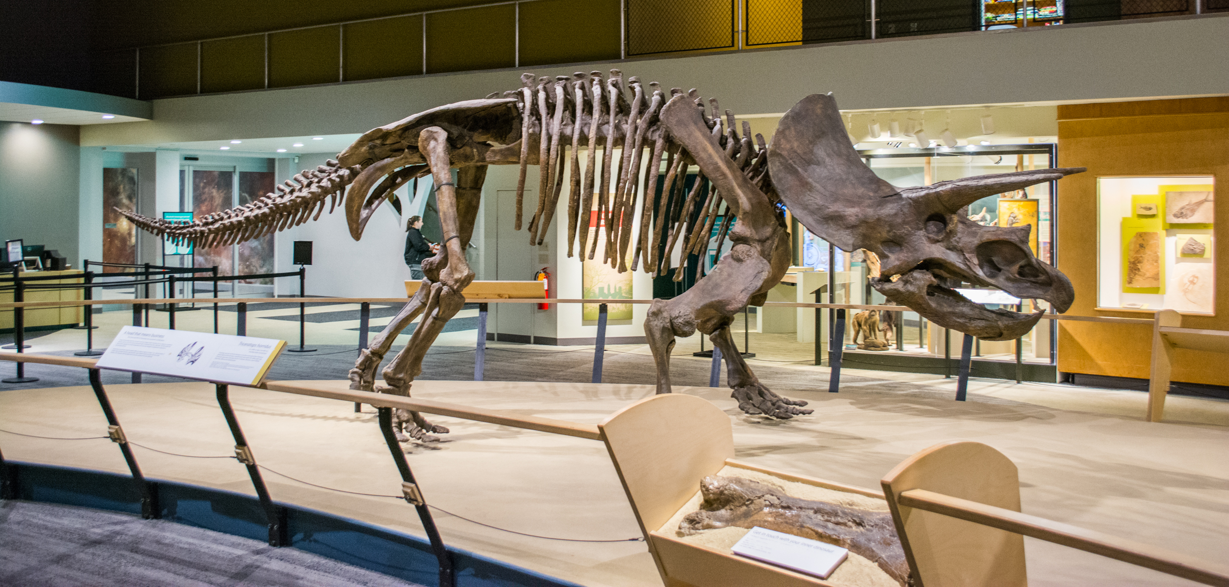 Side view of a mounted Triceratops horridus cast at the Cleveland Museum of Natural History