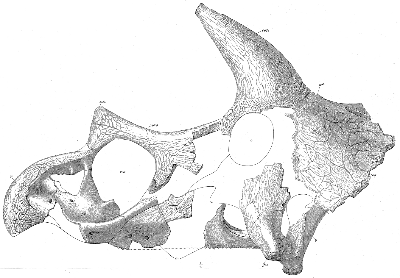Historical plate showing the Triceratops horridus holotype skull YPM 1820