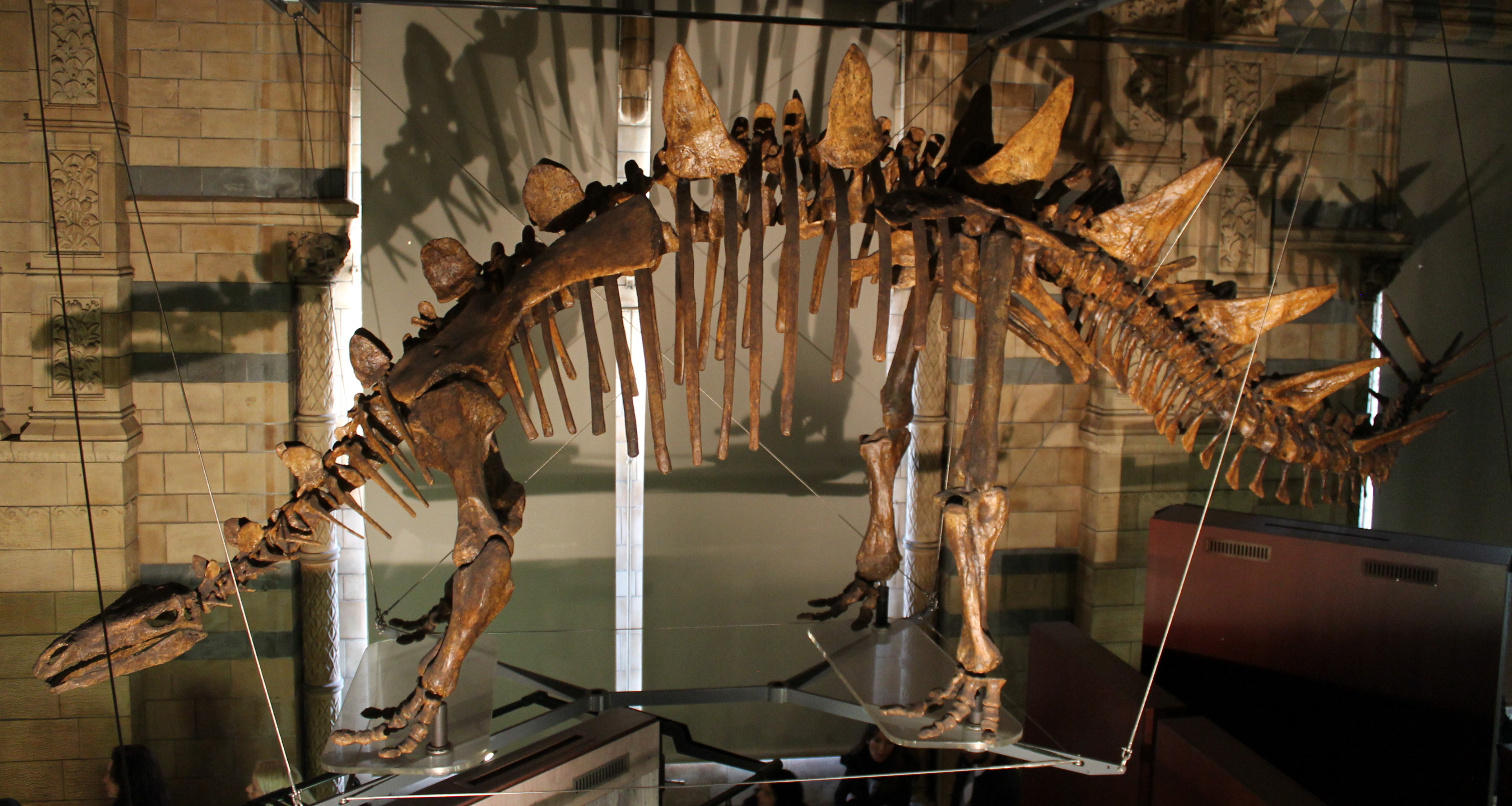 Mounted Tuojiangosaurus reconstruction at the Natural History Museum in London