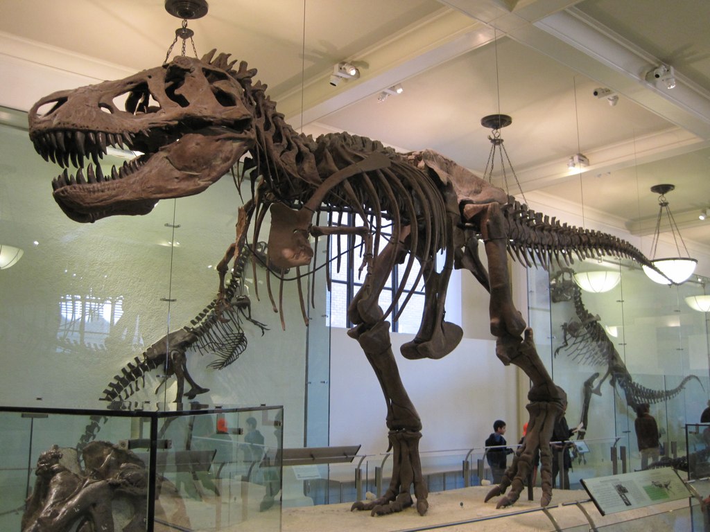 Mounted Tyrannosaurus rex specimen AMNH 5027 in New York