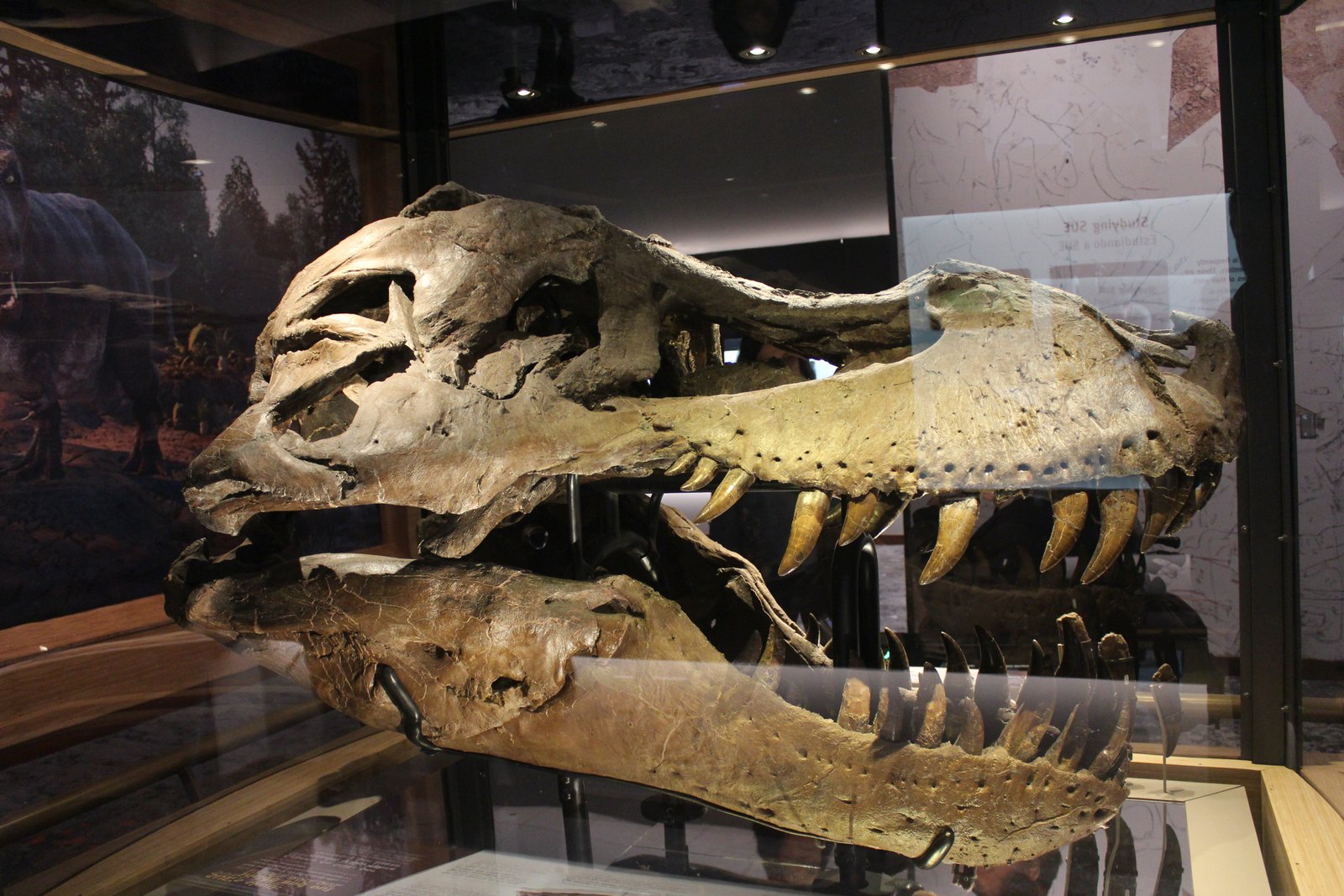 Original skull of SUE the Tyrannosaurus rex at the Field Museum