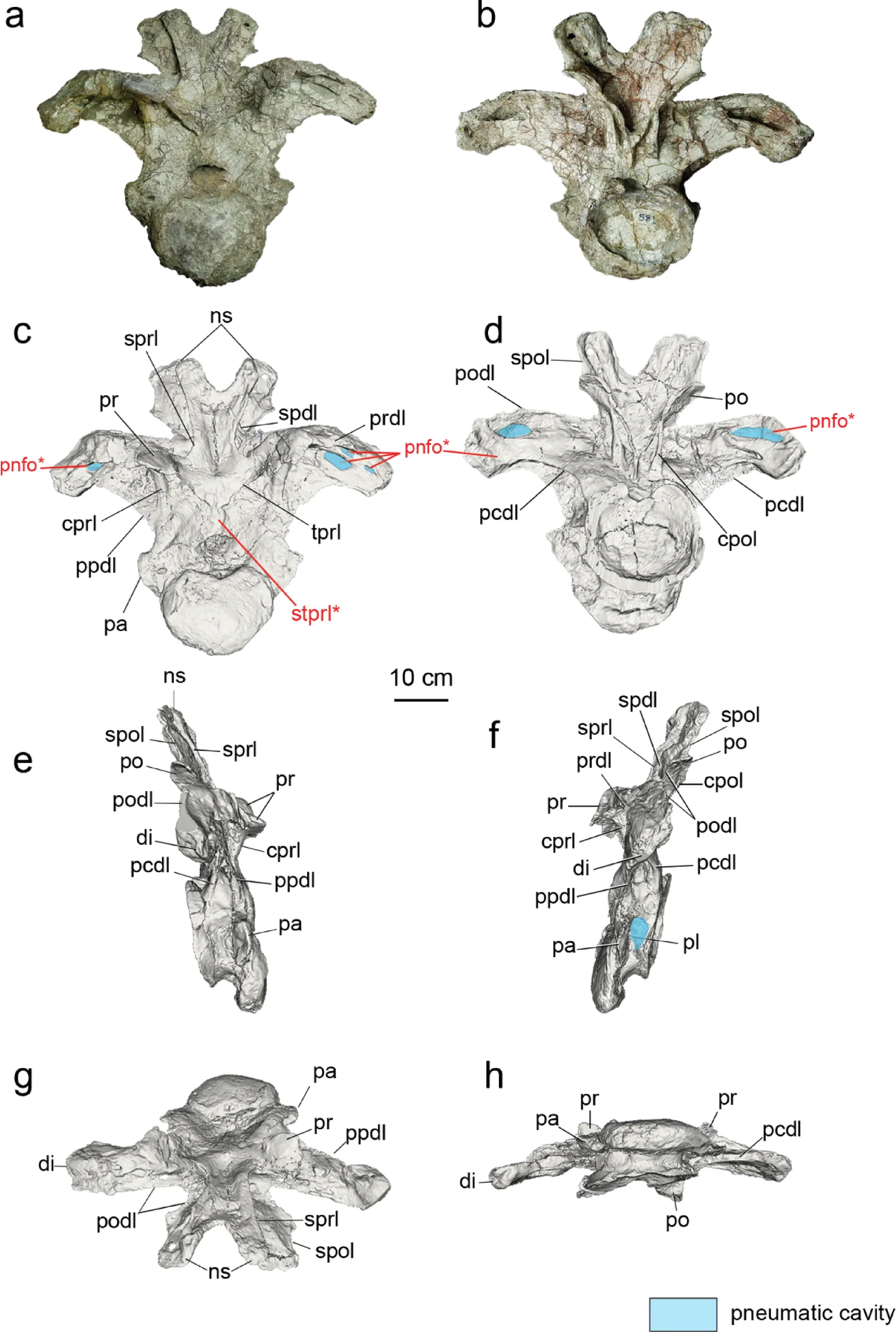 Multiple views and CT sections of the Uragasaurus kalasinensis holotype vertebra