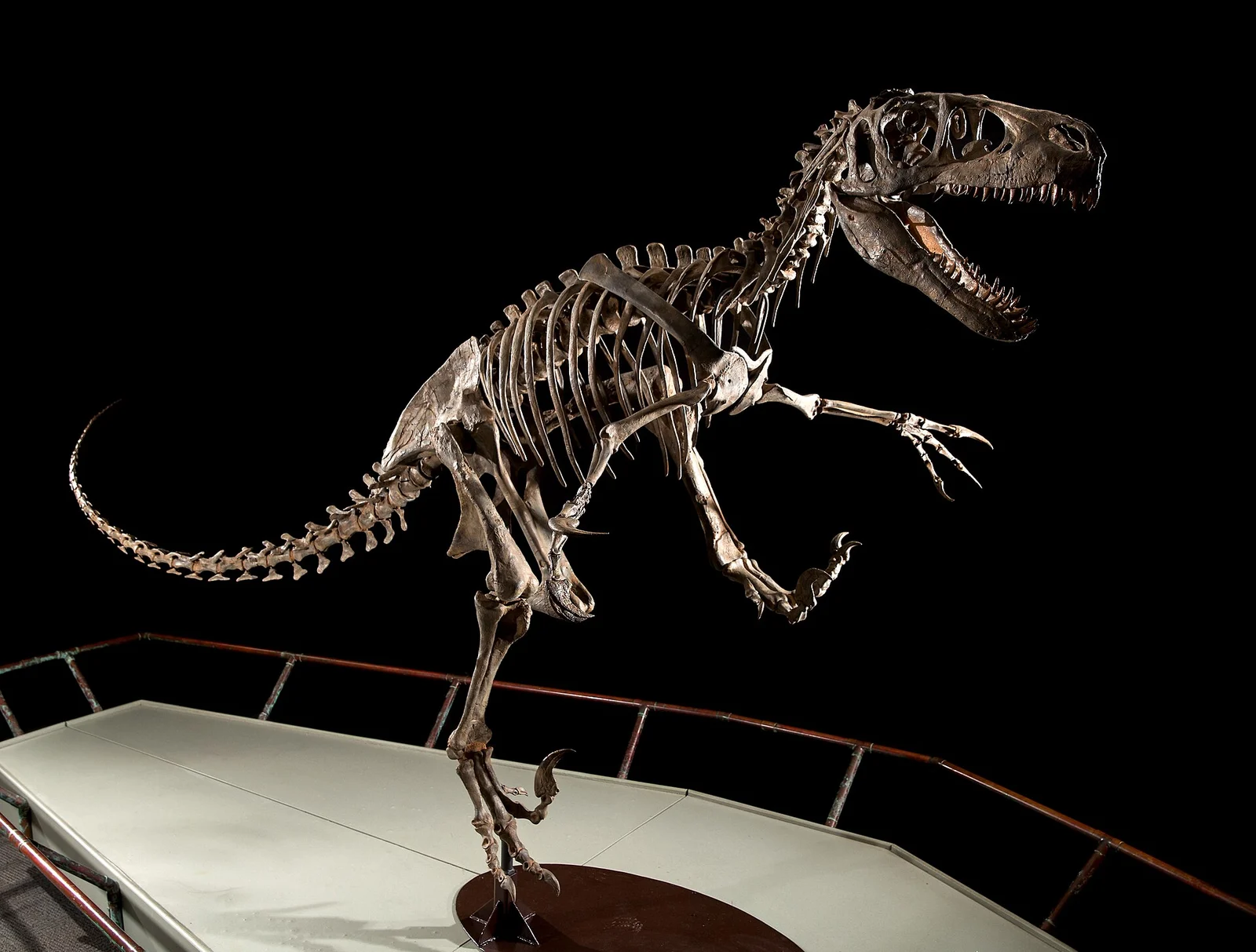 Utahraptor skeletal cast at the BYU Museum of Paleontology