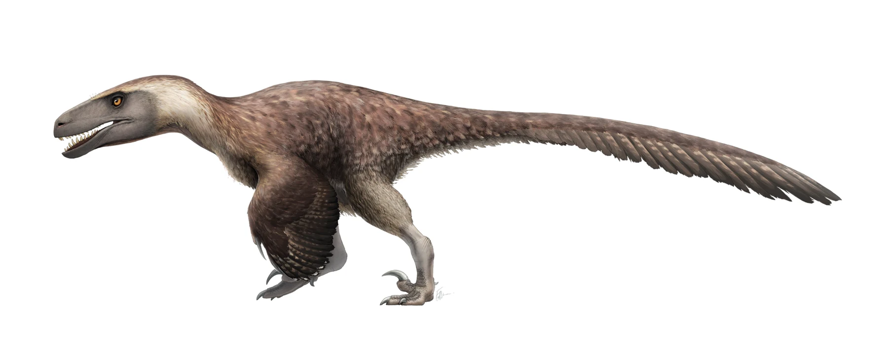 Feathered side-view life reconstruction of Utahraptor ostrommaysi