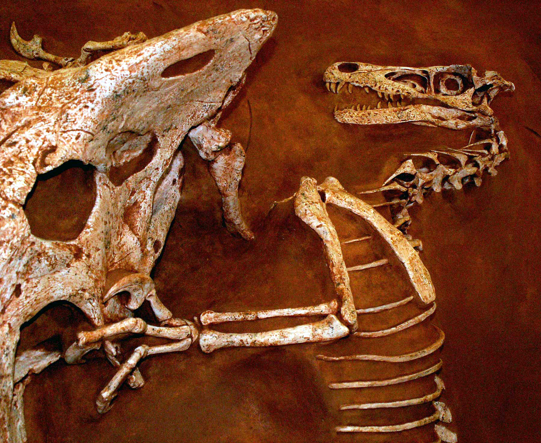 Cast of the Fighting Dinosaurs fossil showing Velociraptor and Protoceratops entangled