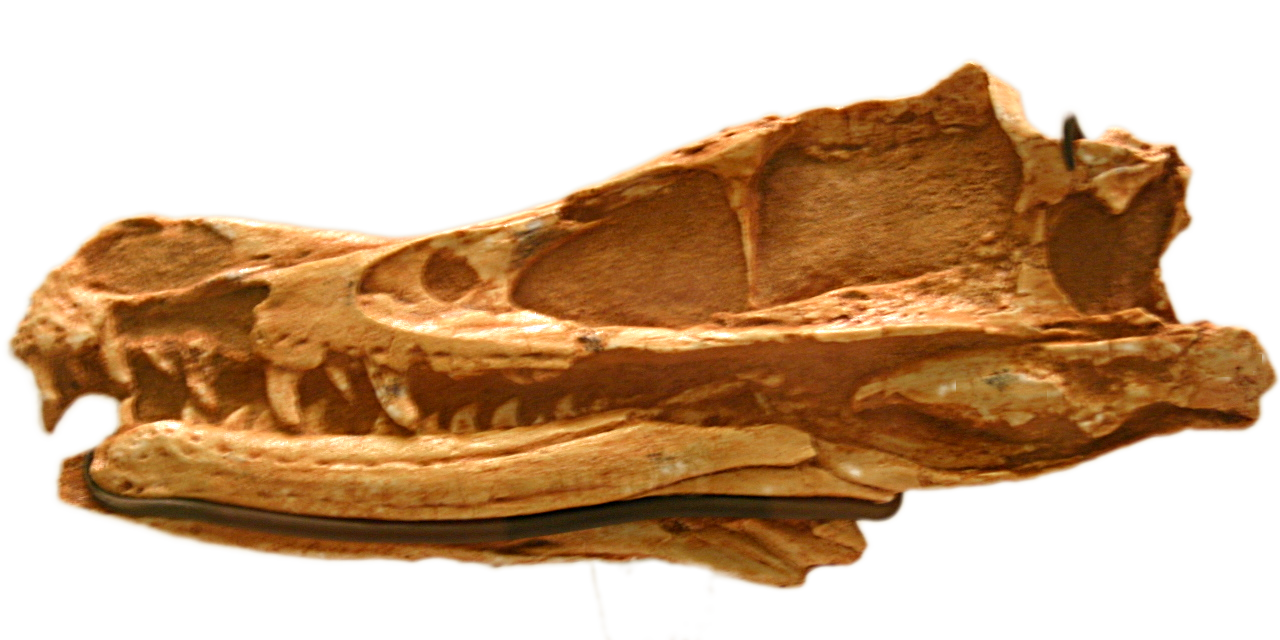 Left side of the Velociraptor mongoliensis holotype skull AMNH 6515