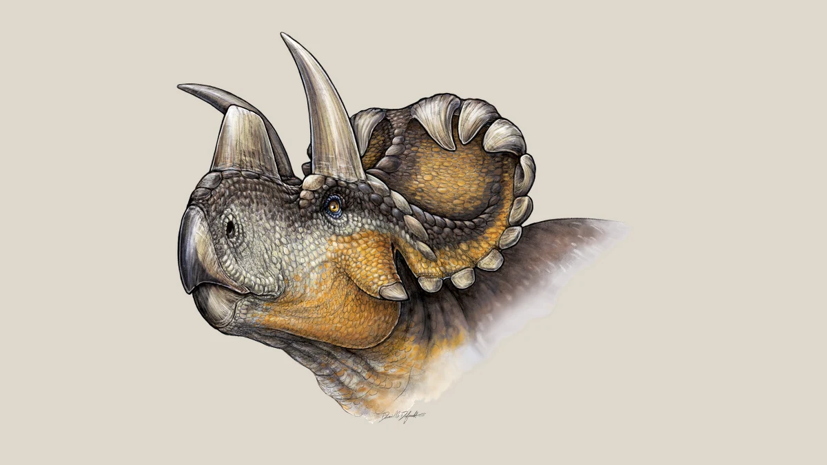 Head-and-neck life reconstruction of Wendiceratops pinhornensis