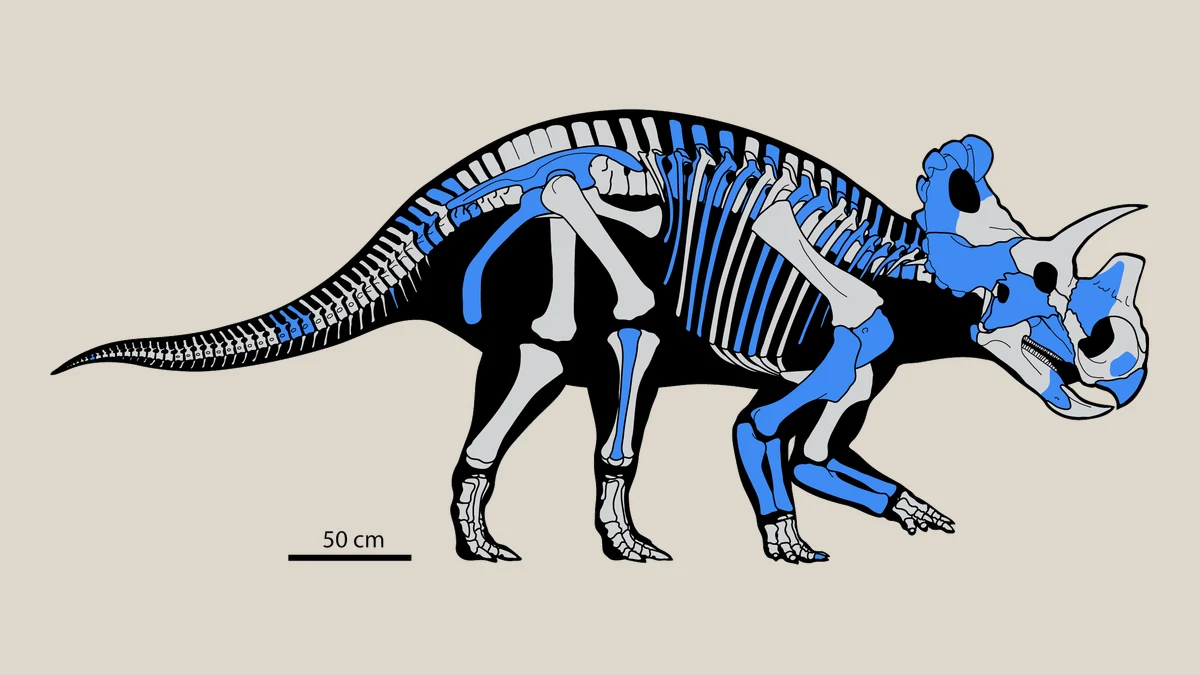 Skeletal reconstruction of Wendiceratops with known bones highlighted in blue