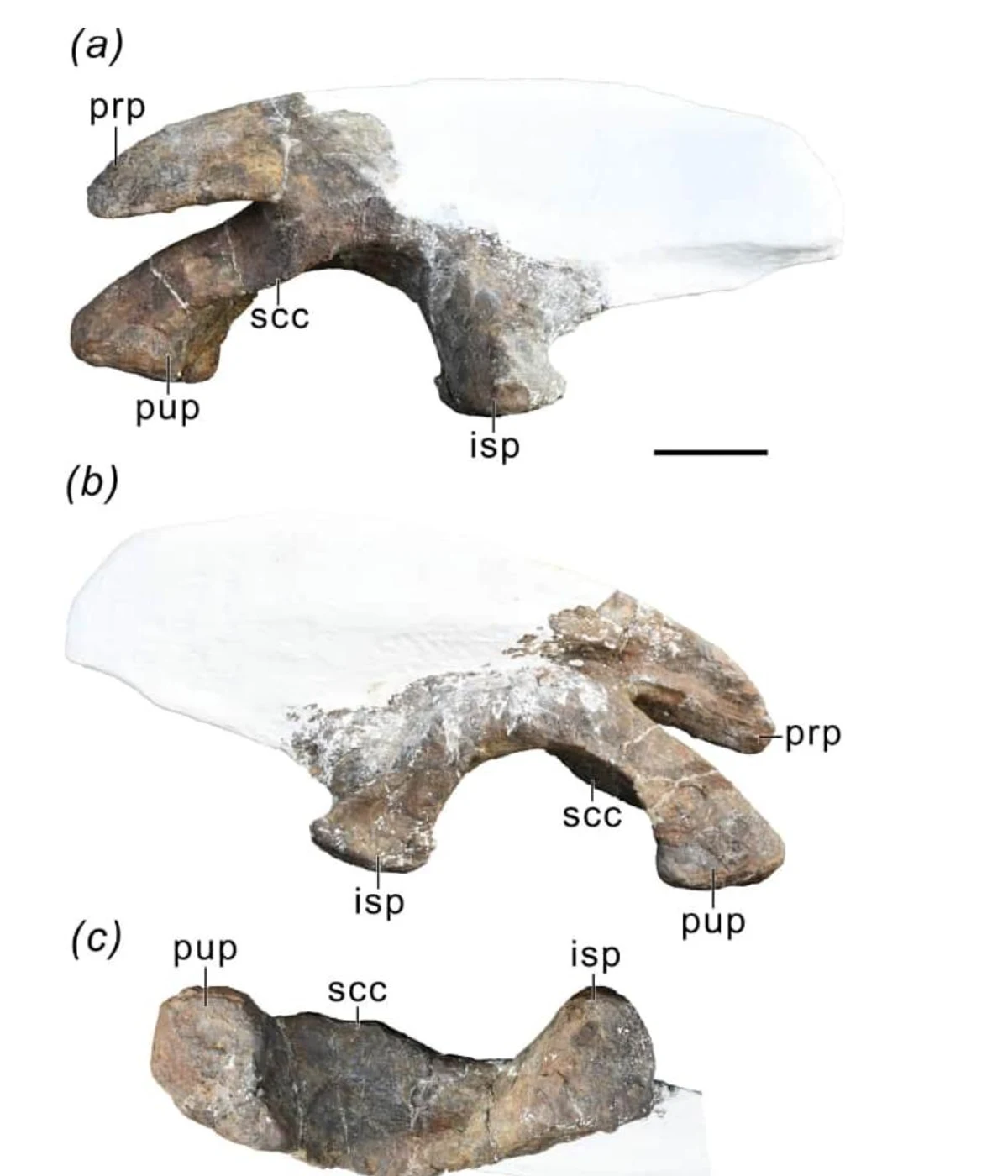 Three scientific views of the left ilium of the Xiangyunloong fengming holotype
