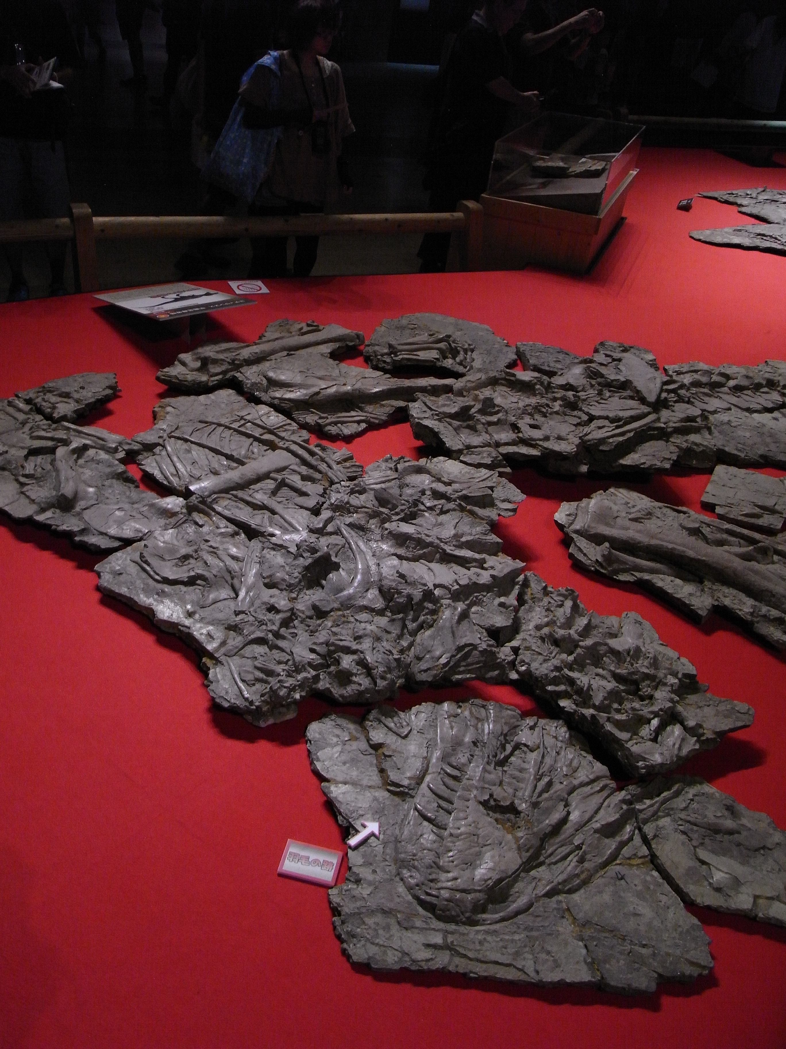 Yutyrannus skeletal display photographed at Dino Kingdom 2012