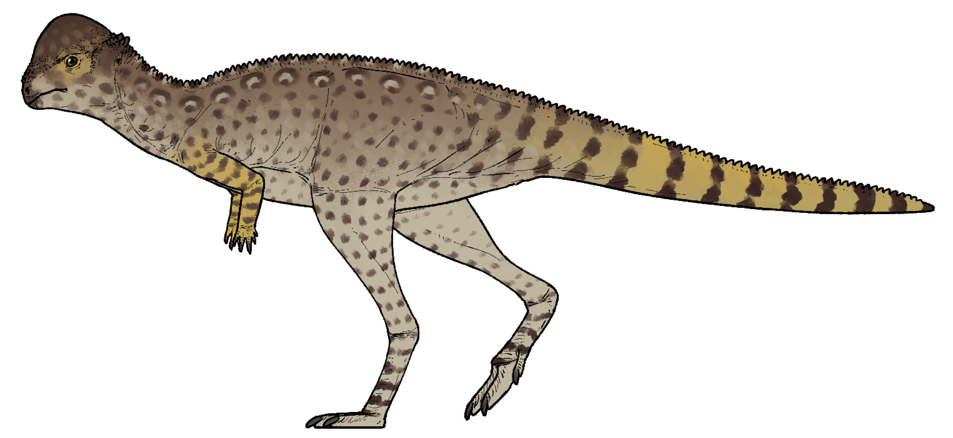 Life reconstruction of Zavacephale rinpoche