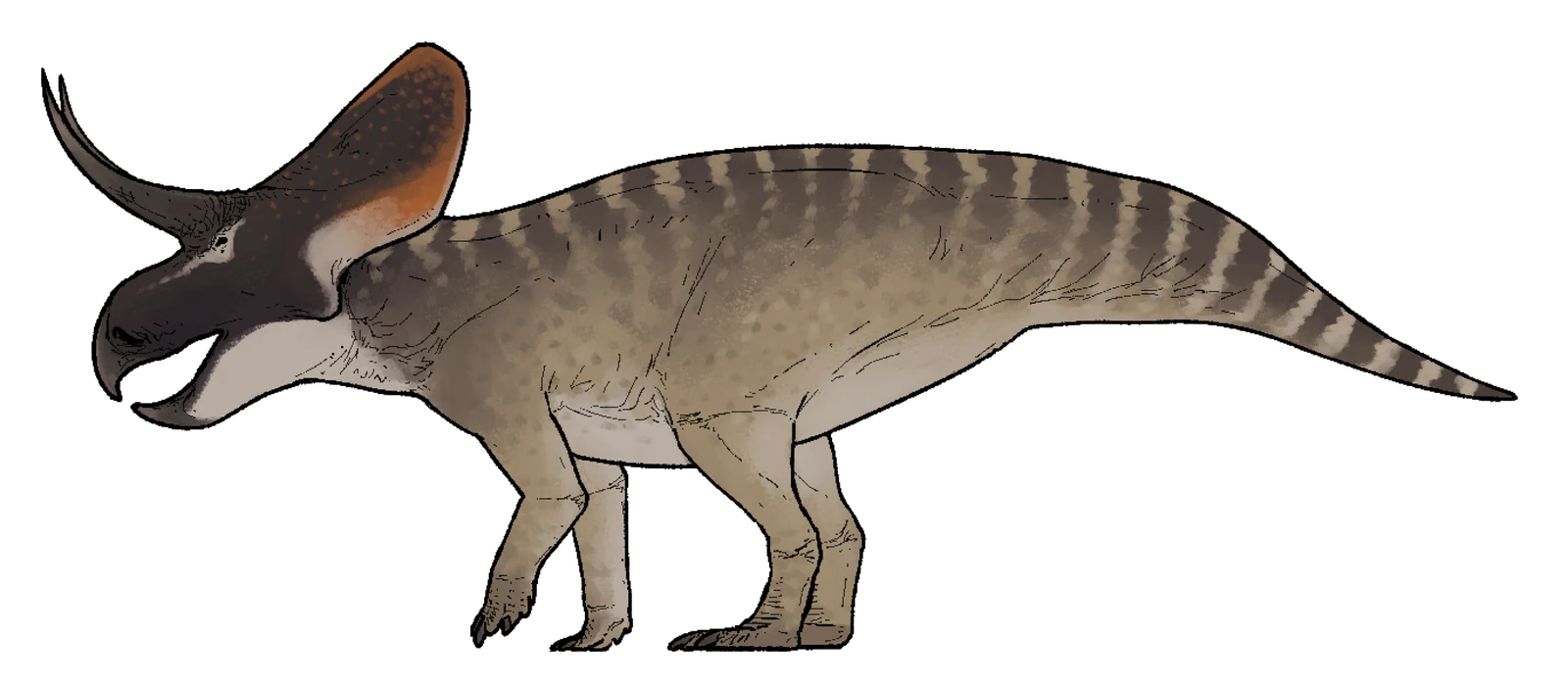 Side-view life reconstruction of Zuniceratops christopheri